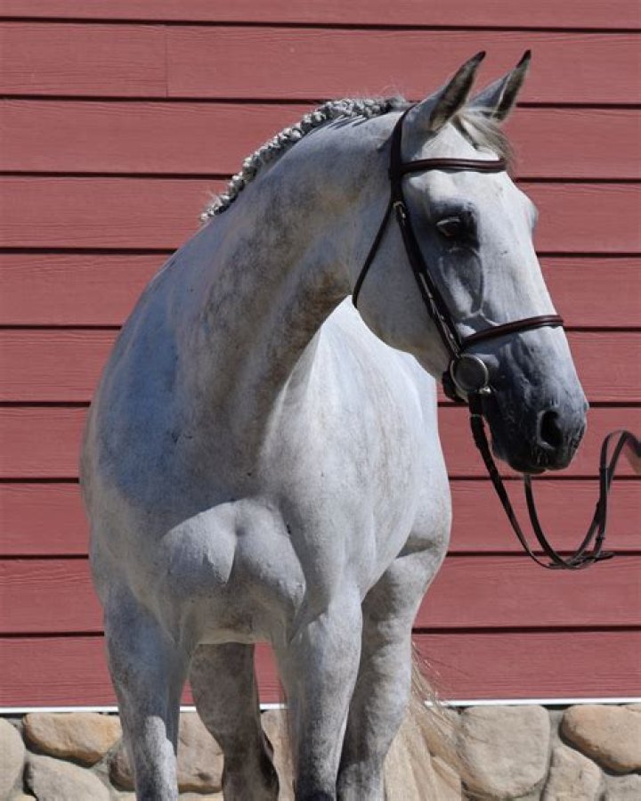 A Journey Of Harmony And Equestrian Excellence