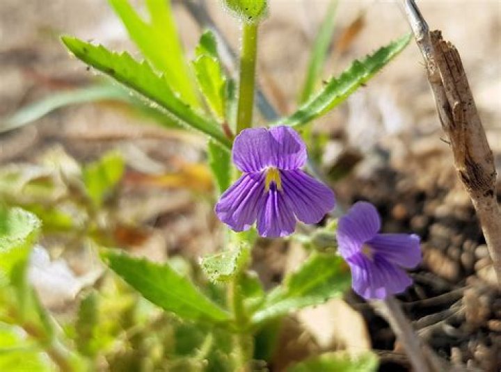 Discover Nature's Remedy For Colds And Flu