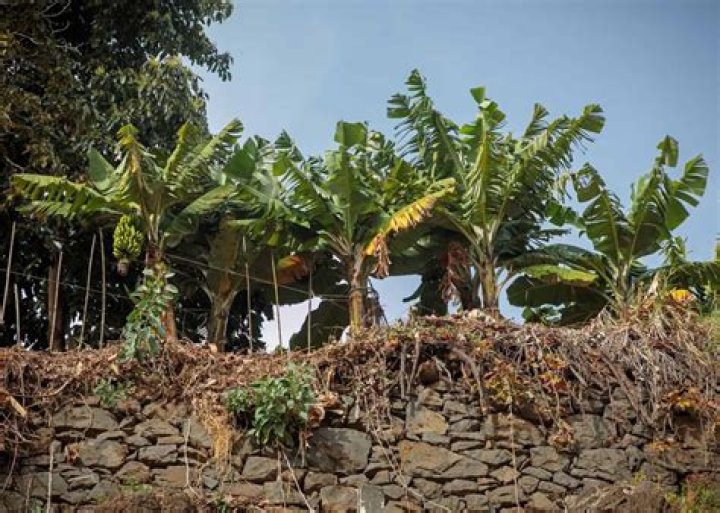 Unveiling Misty Copeland's Roots: Discoveries And Insights